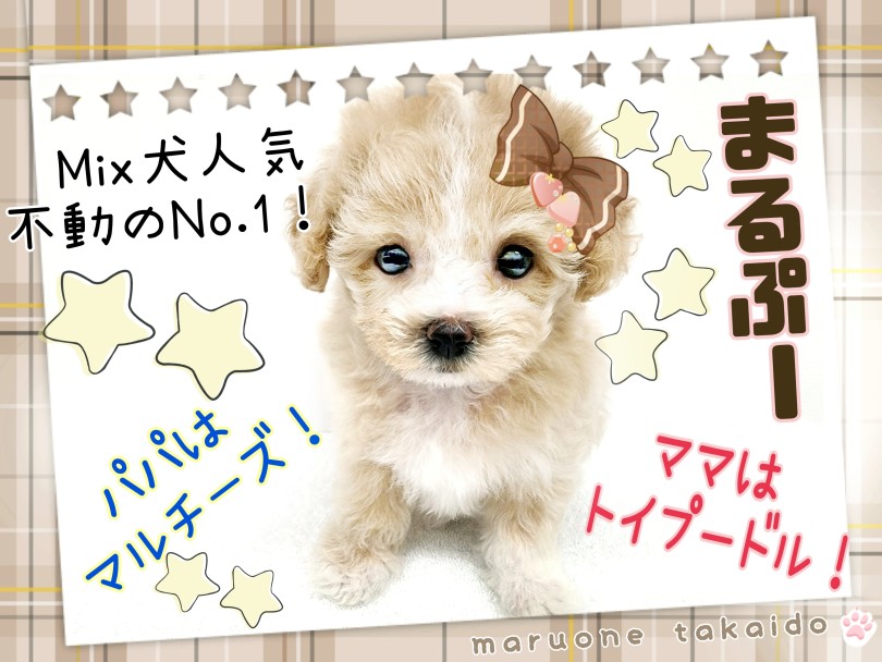 【 Mix犬 】Mix犬不動の人気NO.1！究極のぬいぐるみわんこがやって来た！