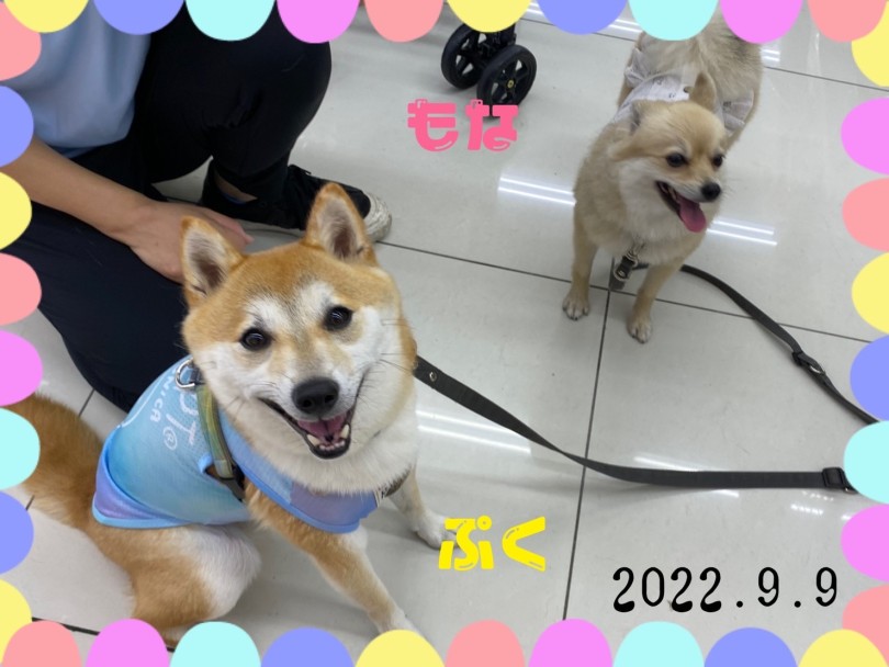 ★ぷく♡もな★ | 365プロジェクトデイリー【9月版】 - 横浜 大倉山店