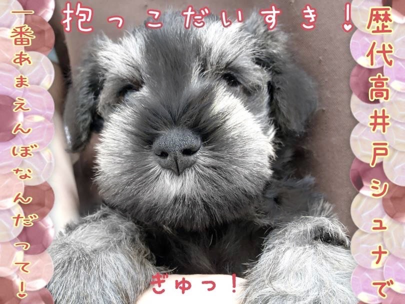 とっても穏やか甘えんぼ！ | ミニチュア・シュナウザー （130457） - 高井戸店