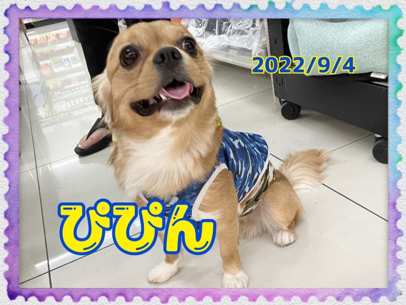 ★ぴぴん★ | 365プロジェクトデイリー【9月版】 - 横浜 大倉山店