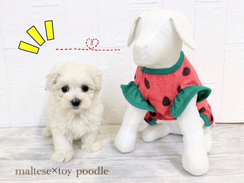 初めてのお迎えで抜け毛が気になってしまう方にもオススメの犬種です | MIX犬 マルプー （312121） - 横浜 港北ニュータウン店