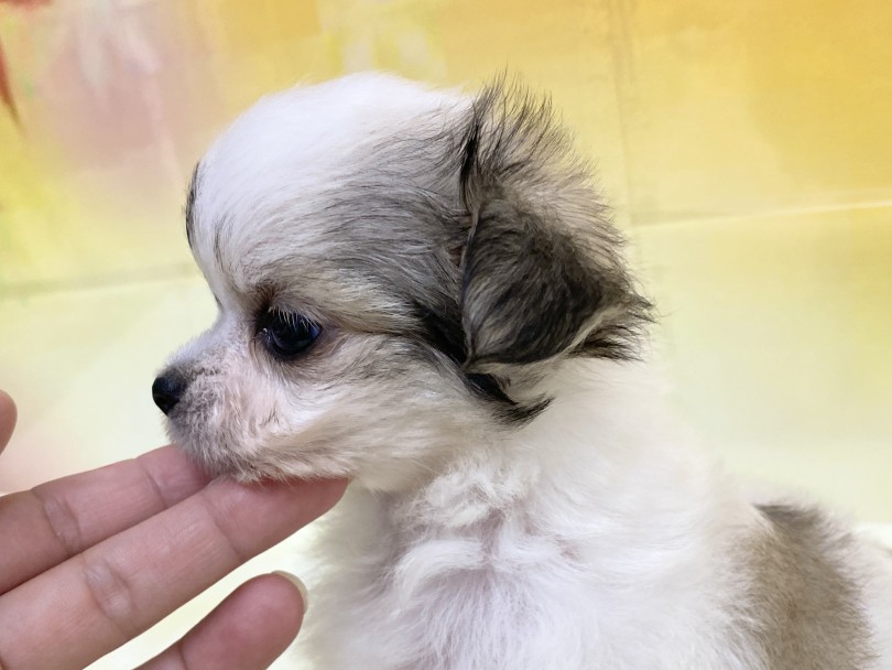 ワンちゃんでクレオパトラライン入っている子初めてみたかも・・・！ | MIX犬 チワマル （6131202） - 横浜 大倉山店