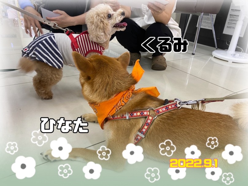★くるみ★ | 365プロジェクトデイリー【9月版】 - 横浜 大倉山店