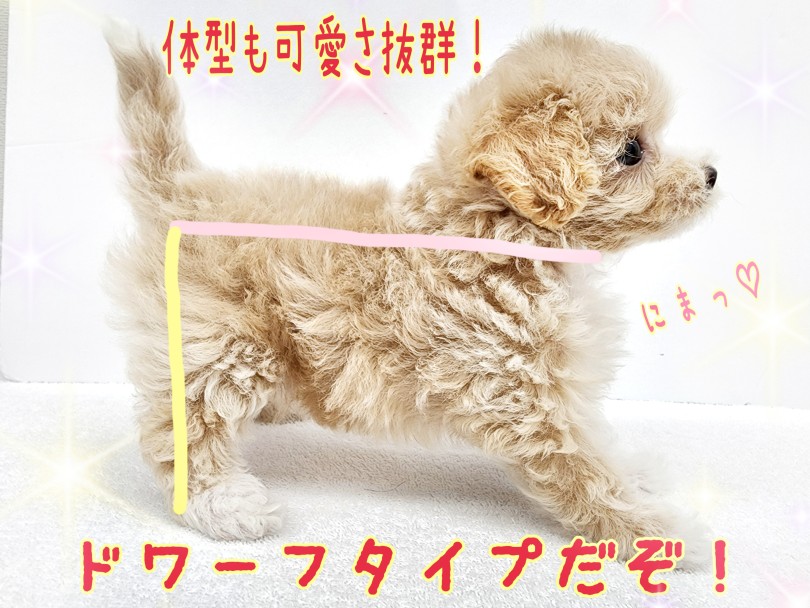 短めあんよがチャームポイント！ | MIX犬 マルプー （130459） - 高井戸店