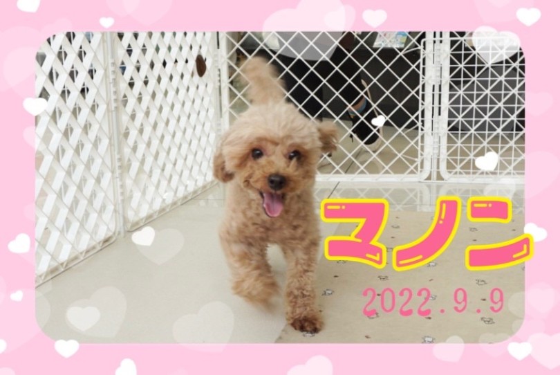 ★まむ★ | 365プロジェクトデイリー【9月版】 - 横浜 大倉山店
