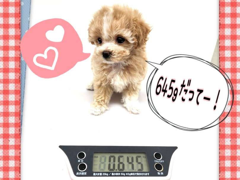 ちびっこムクムク軽々です！ | MIX犬 マルプー （130459） - 高井戸店