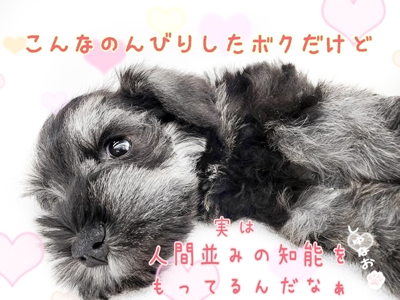 実は人間並みの知能を持っています！ | ミニチュア・シュナウザー （130457） - 高井戸店