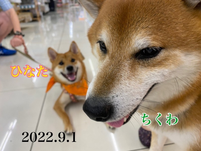 ★ちくわ★ | 365プロジェクトデイリー【9月版】 - 横浜 大倉山店