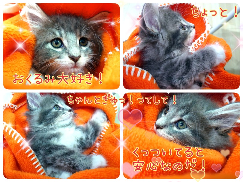 抱っこ大好き甘えん坊ちゃんです | ノルウェージャンフォレストキャット （130455） - 高井戸店