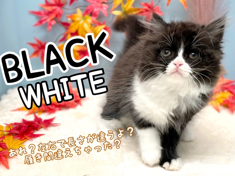 ブラック＆ホワイトカラーの靴下にゃんこ | スコティッシュフォールド （150328） - 東川口店