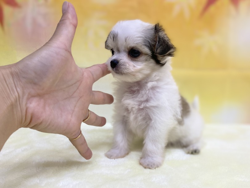 手のひらと比較してみるとサイズ感がよく分かる | MIX犬 チワマル （6131202） - 横浜 大倉山店