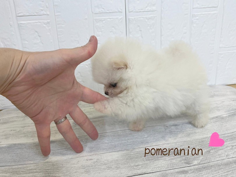 極小チワワちゃんより小さめのポメちゃん | ポメラニアン （312117） - 横浜 港北ニュータウン店