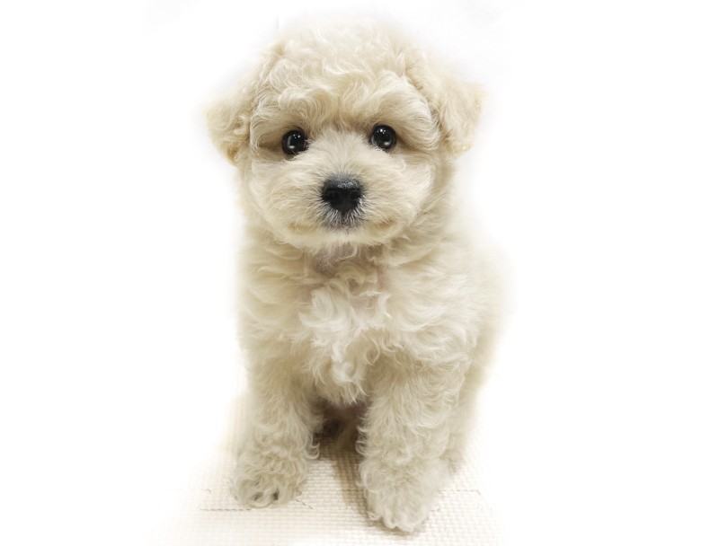 ぬいぐるみ系の可愛らしいルックス | MIX犬 ビションプー （11914） - 横浜 今宿店