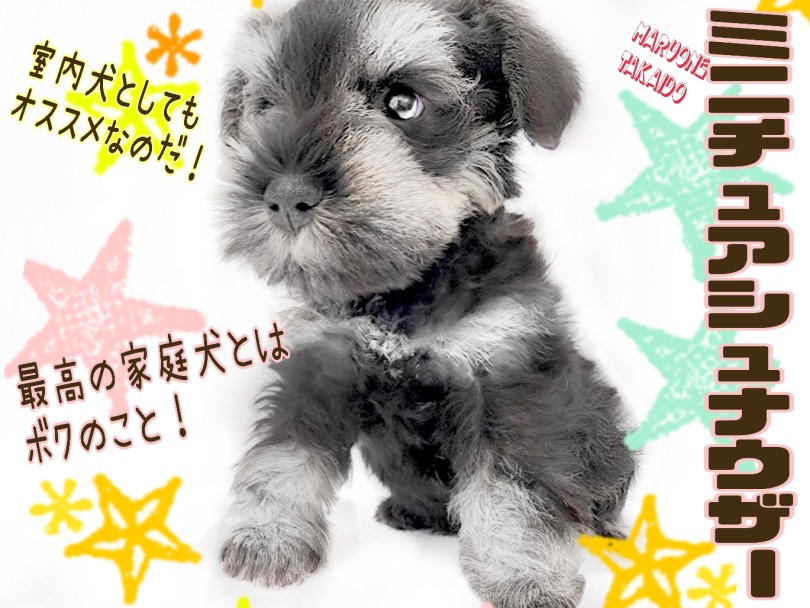 【 ミニチュアシュナウザー 】歴代No.1の甘えんぼ！賢さ抜群！魅力的な室内犬！