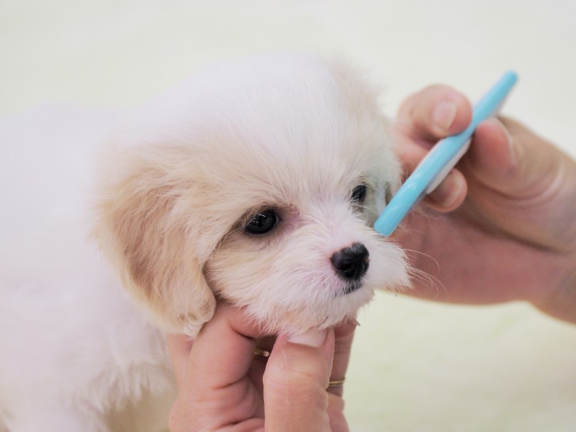 毛立ちの滑らかさと立ちの良さ！ | MIX犬 ビションキャバション （6131199） - 横浜 大倉山店