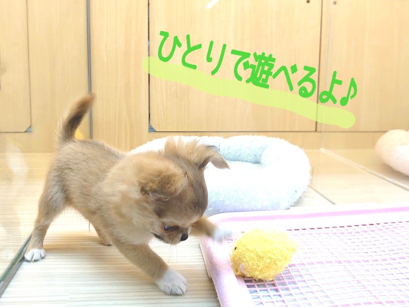 飼いやすい子だと日々のチワワ君を見て保証できます！ | チワワ （413129） - さいたま 武蔵浦和店
