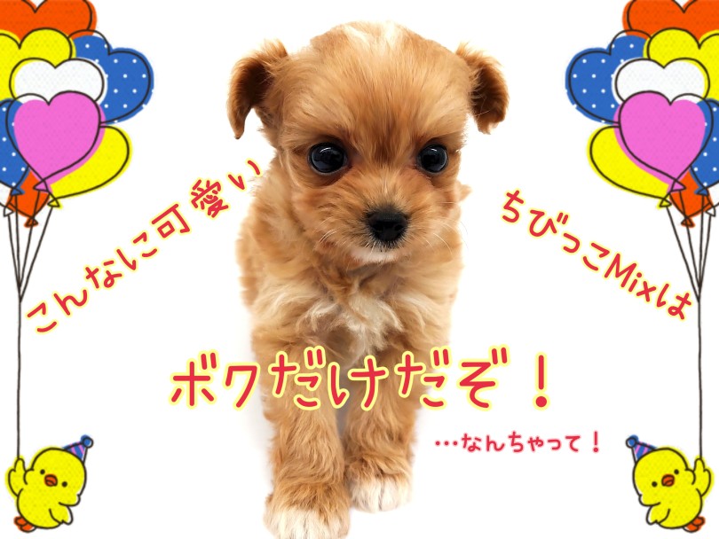 キュートさ抜群！人懐っこさ抜群！飼いやすさ抜群！と3拍子揃ったレアMIXぷーぽめちゃん！ | MIX犬 プーポメ （130456） - 高井戸店