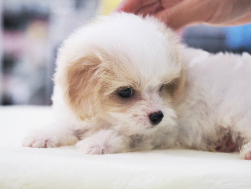 人懐っこい性格 初日からしっぽを揺らしてご機嫌！ | MIX犬 ビションキャバション （6131199） - 横浜 大倉山店