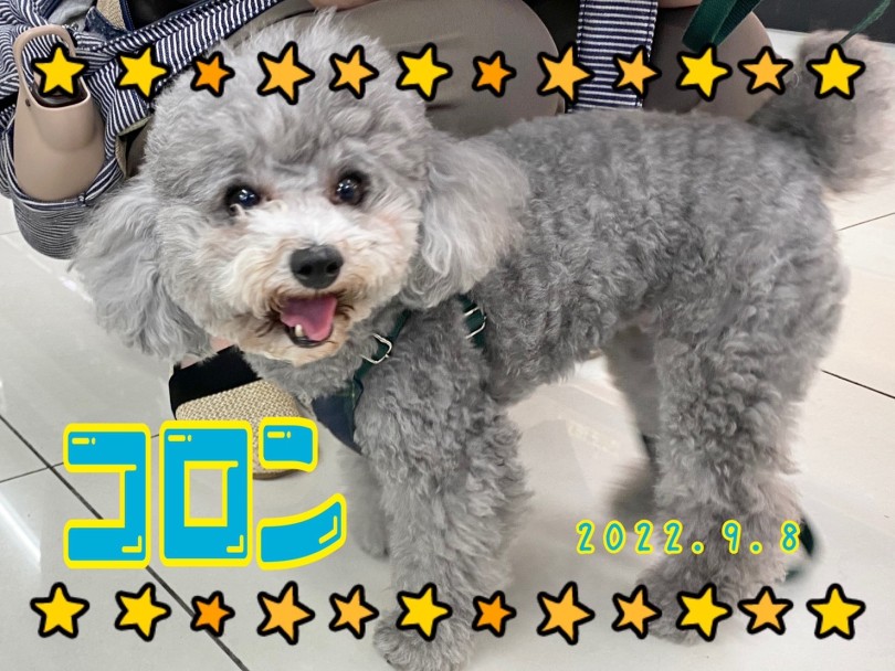 ★ころん★ | 365プロジェクトデイリー【9月版】 - 横浜 大倉山店