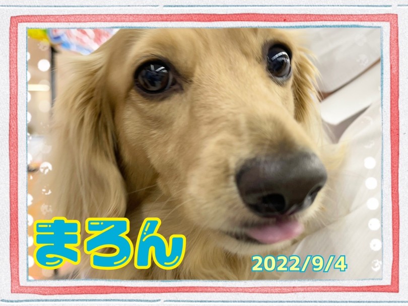 ★まろん★ | 365プロジェクトデイリー【9月版】 - 横浜 大倉山店