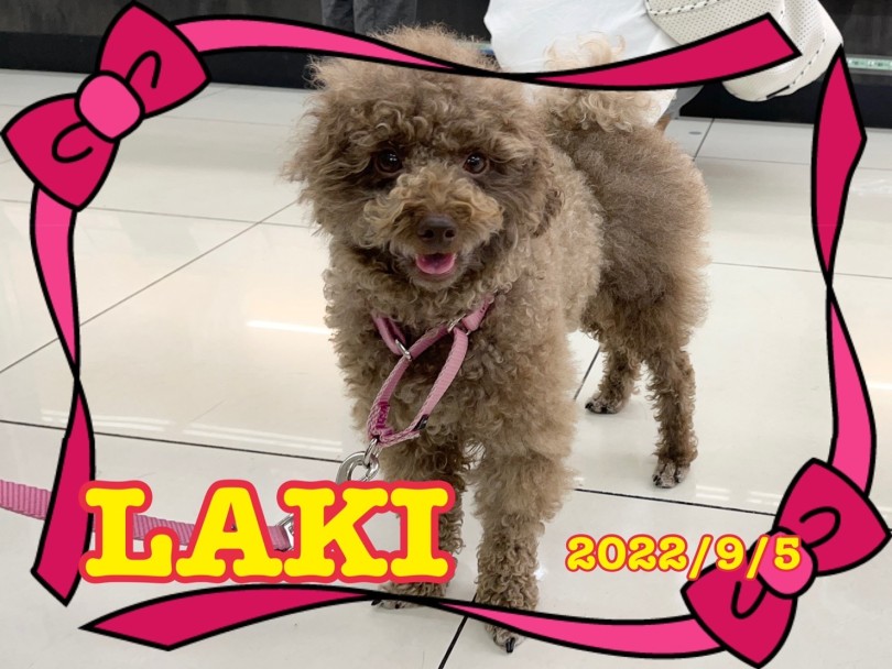 ★LAKI★ | 365プロジェクトデイリー【9月版】 - 横浜 大倉山店