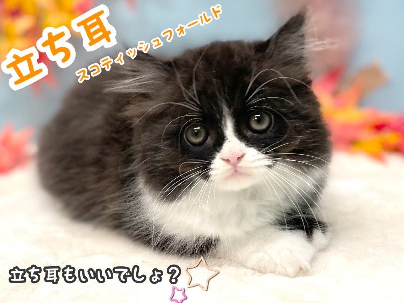 ピンと立った大きなお耳 立耳スコティッシュフォールド | スコティッシュフォールド （150328） - 東川口店