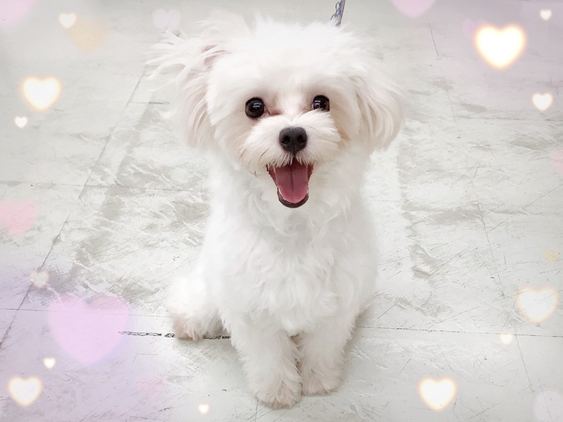 成長しても子犬のような可愛さ | マルチーズ （413083） - さいたま 武蔵浦和店