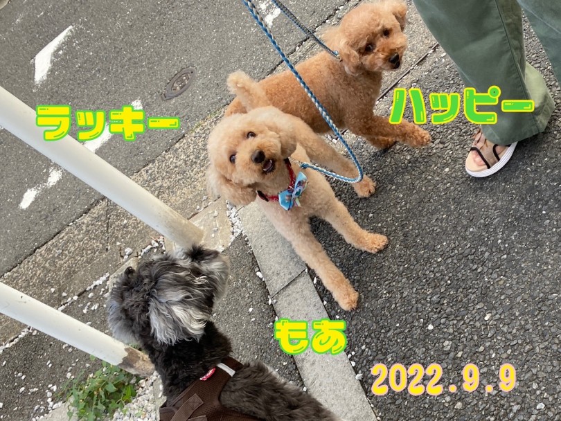 ★はっぴー♡らっきー♡もあ★ | 365プロジェクトデイリー【9月版】 - 横浜 大倉山店