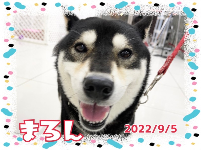 ★まろん★ | 365プロジェクトデイリー【9月版】 - 横浜 大倉山店