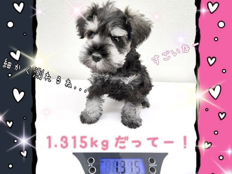 室内飼いに最適なサイズ感です！ | ミニチュア・シュナウザー （130457） - 高井戸店
