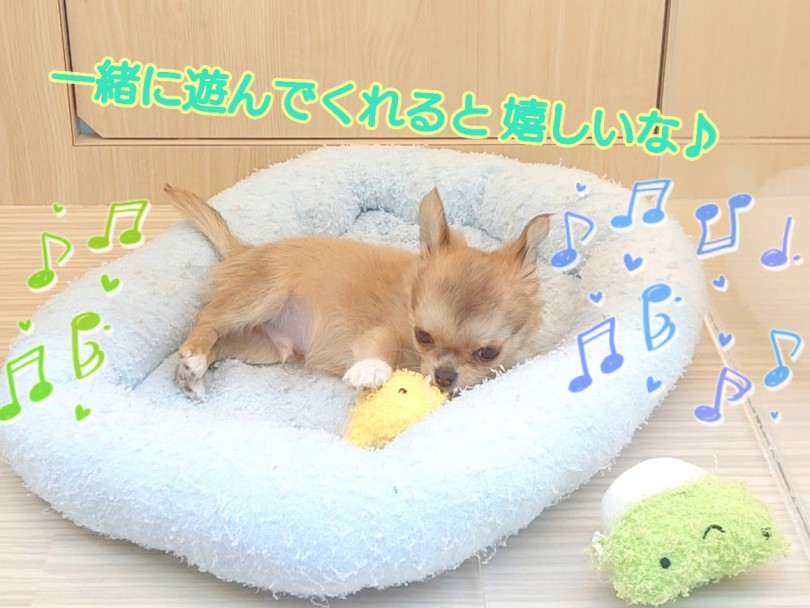 チワワは他の犬種と比べて飼い主になつくスピードが速い | チワワ （413129） - さいたま 武蔵浦和店