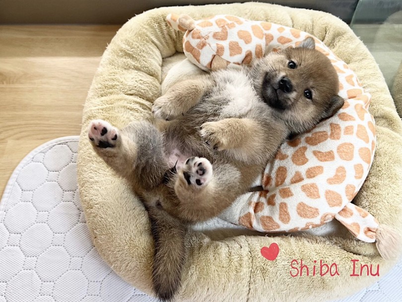 大らかな性格でお得意ポーズ | 柴犬 （312119） - 横浜 港北ニュータウン店
