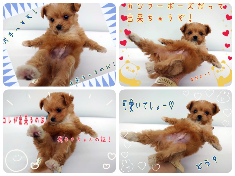 片手へそ天出来ちゃうぞ！ | MIX犬 プーポメ （130456） - 高井戸店