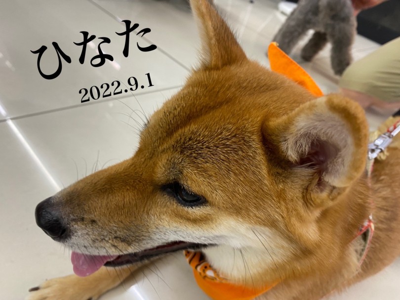 ★ひなた★ | 365プロジェクトデイリー【9月版】 - 横浜 大倉山店