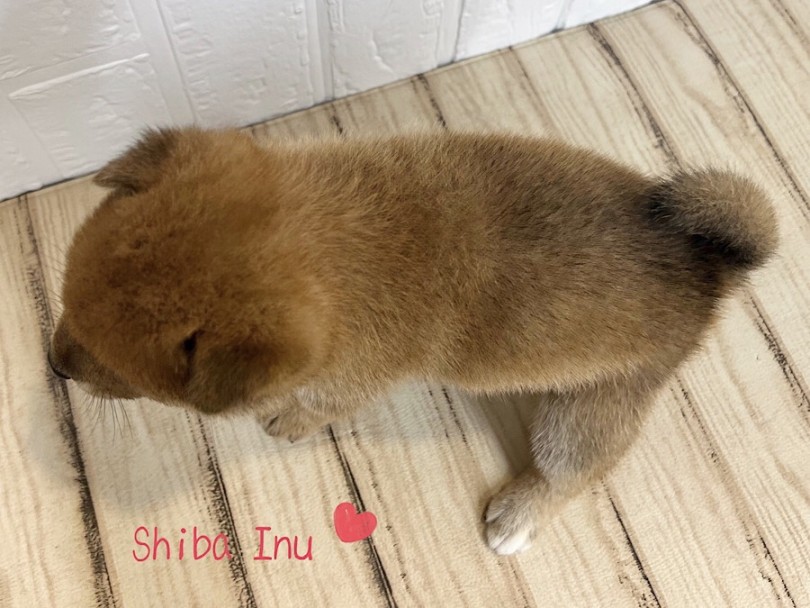ムッチリボディの柴ちゃんは、成犬時6.0~10.0kgと予測しています | 柴犬 （312119） - 横浜 港北ニュータウン店