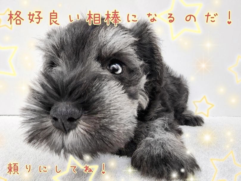 是非シュナ坊の大切なパートナーに立候補してあげて下さい！ | ミニチュア・シュナウザー （130457） - 高井戸店