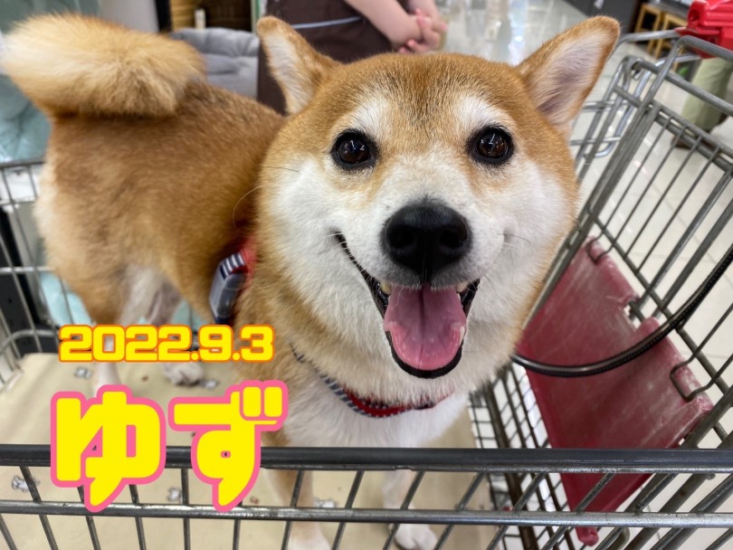★ゆず★ | 365プロジェクトデイリー【9月版】 - 横浜 大倉山店