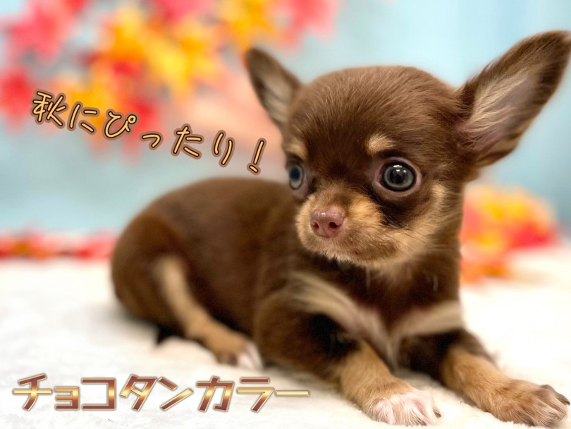 優しい印象を与えてくれるチョコタンカラー | チワワ （150329） - 東川口店