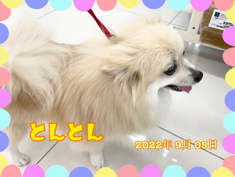 ★とんとん★ | 365プロジェクトデイリー【9月版】 - 横浜 大倉山店