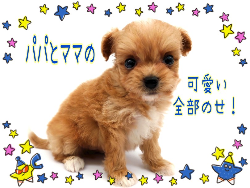 パパとママの可愛い所全部いただきました！ | MIX犬 プーポメ （130456） - 高井戸店