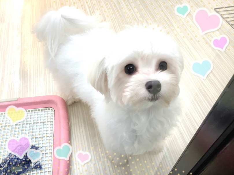 朝、おすわり・まてをしてから、ご飯をあげています | マルチーズ （413083） - さいたま 武蔵浦和店
