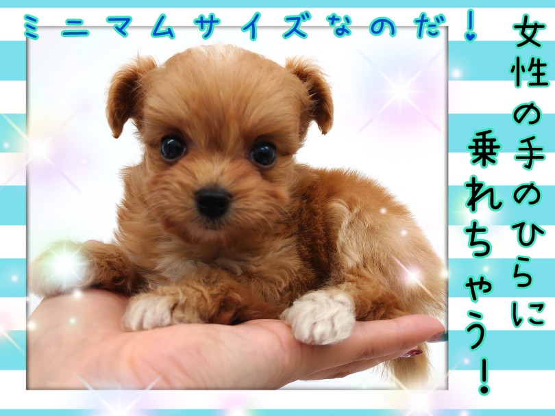 女性の手のひらにちょこんと乗れちゃうミニマムサイズ！ | MIX犬 プーポメ （130456） - 高井戸店
