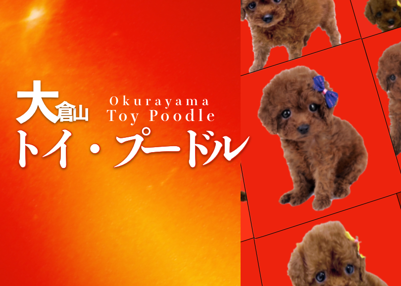【 トイ・プードル 子犬 】史上最高峰のレッドカラーの呼び声高き乙女！