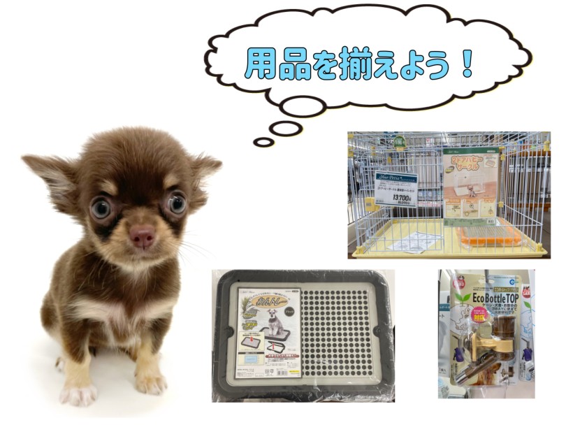 チワワちゃんをお迎えするにあたって準備していただきたい物はこれだけ | チワワ （150329） - 東川口店