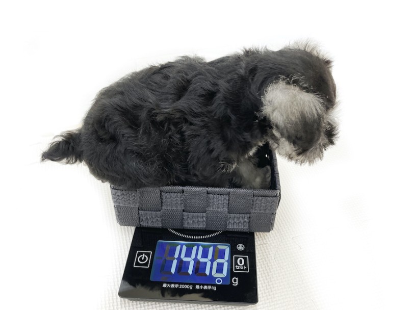 成犬時には6～7kgほどになると予想 | ミニチュア・シュナウザー （814771） - 大和  相模大塚店