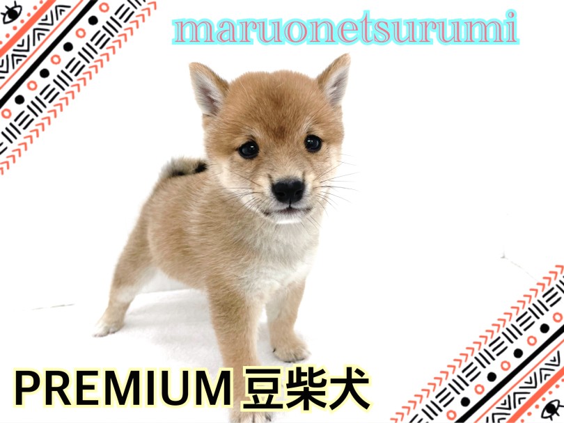 【 豆柴犬 】守ってあげたくなる可愛さ！のんびりな豆柴の男の子レビュー！