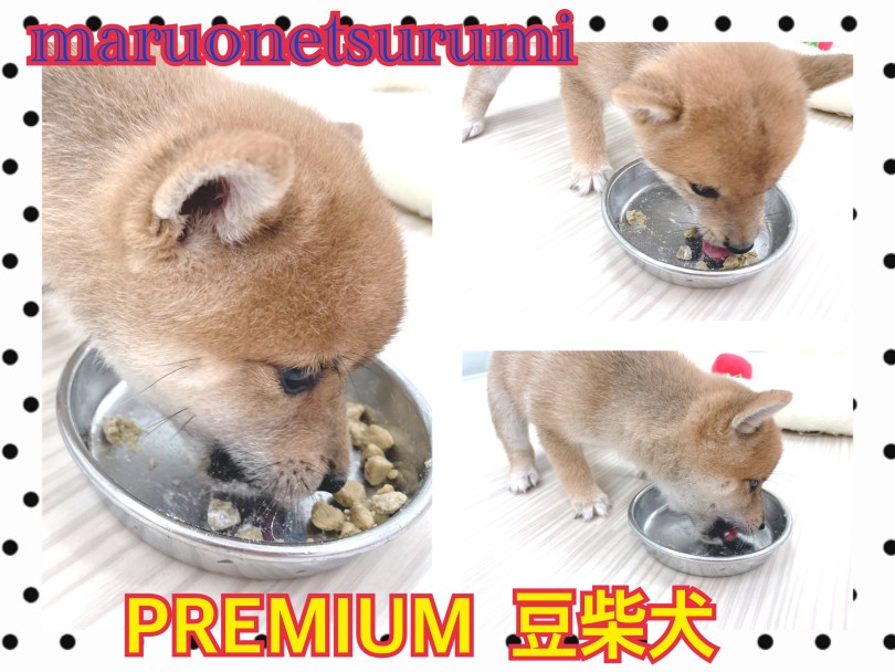 まちに待った!!!ご飯のお時間 | 豆柴 （713902） - 横浜 鶴見店