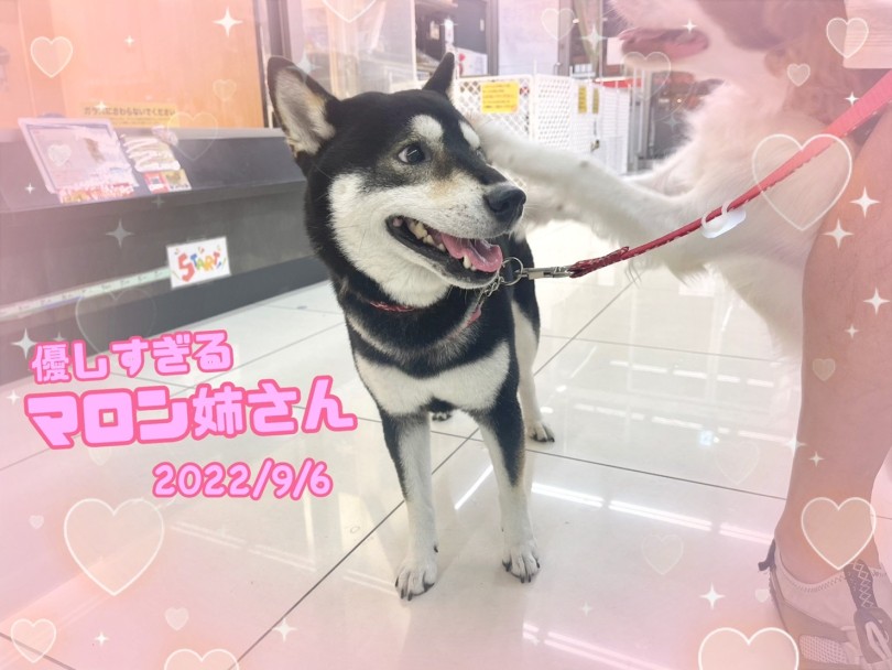 ★まろん★ | 365プロジェクトデイリー【9月版】 - 横浜 大倉山店