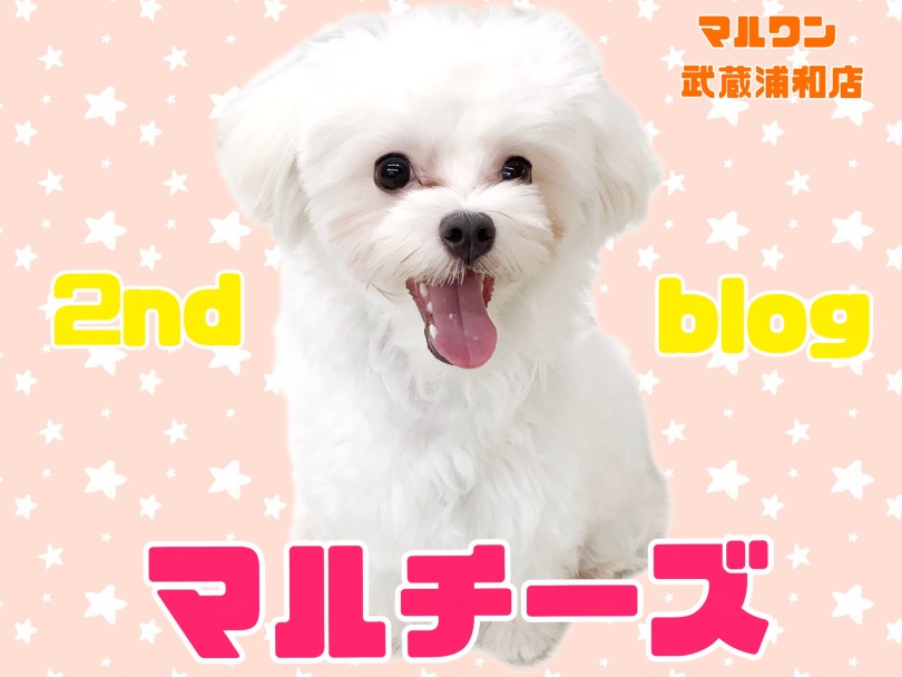 【 マルチーズ 】生後8ヶ月で2.8kg！小さめサイズの飼いやすい男の子！