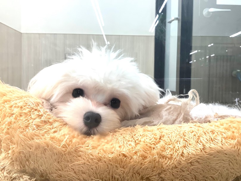 マルチーズくんは、とても飼いやすい子なので、あまり手がかかりません。 | マルチーズ （413083） - さいたま 武蔵浦和店